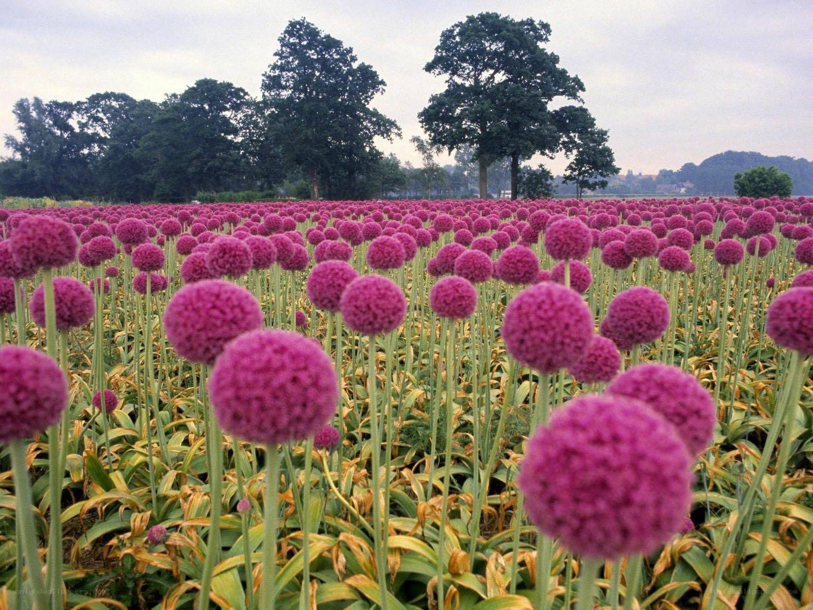 Purple allium flowers in a field