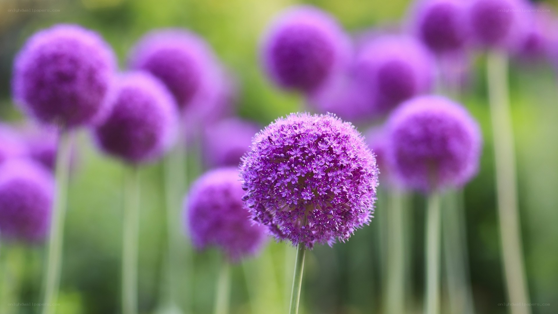Purple allium flowers in bloom