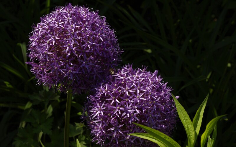 Purple allium flowers in garden