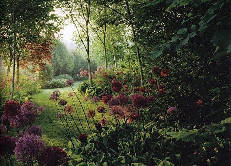 Purple Allium Flowers in Garden — Green