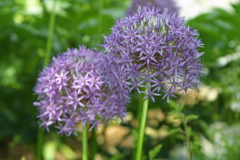 purple allium flowers in garden
