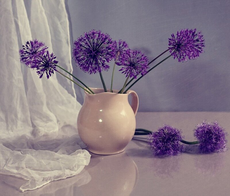 Purple Allium Flowers in Vase