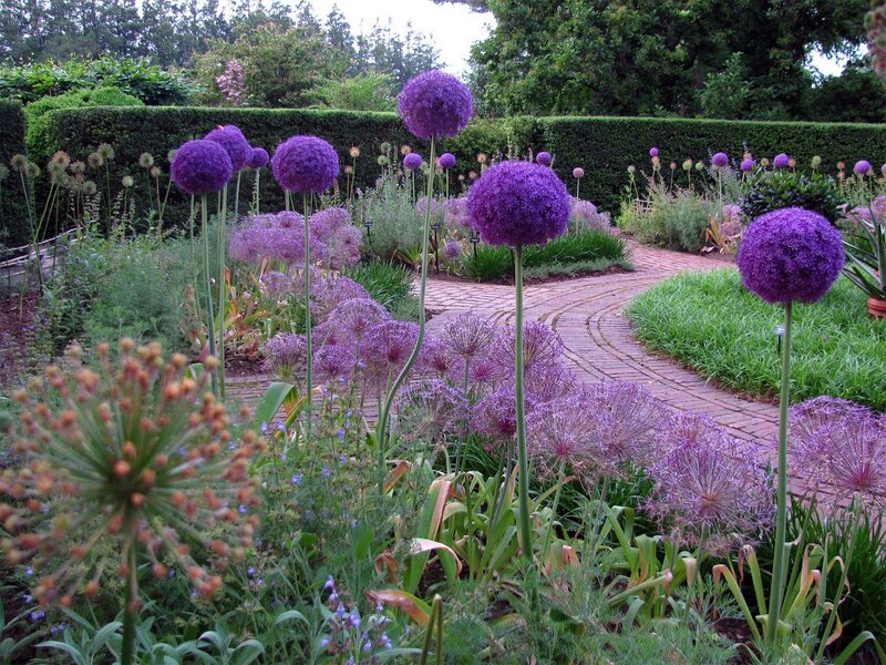 Purple Allium Flowers — Serene, Afternoon, Photograph, Brick Path