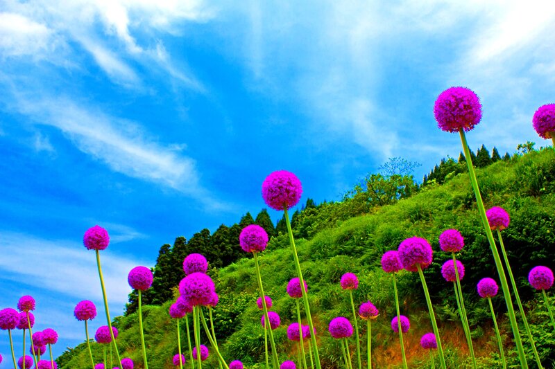 Purple Allium Flowers — Serene, Afternoon, Photograph, Hill