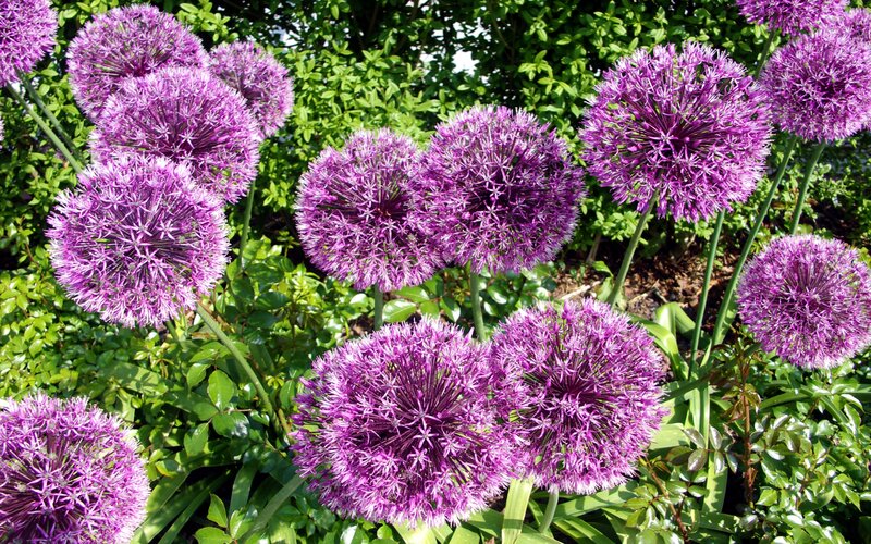Purple Allium Flowers — Serene, Afternoon