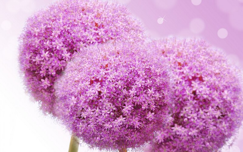 Purple Allium Flowers — Serene, Photograph