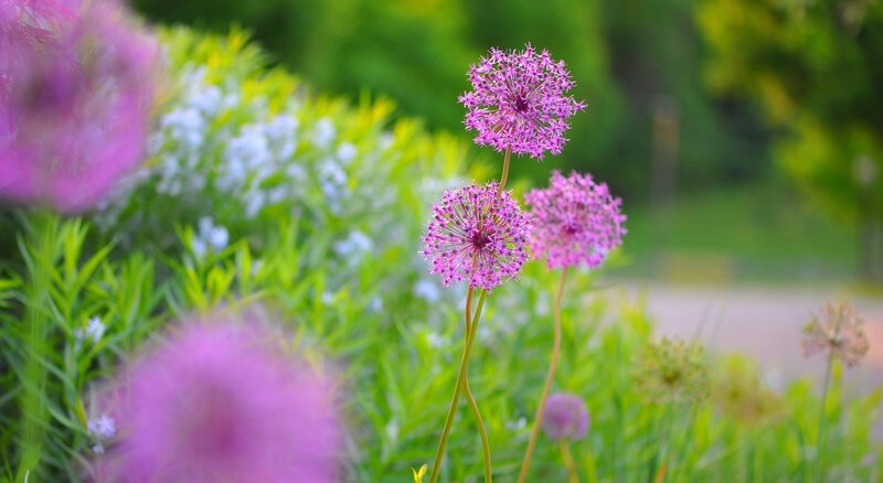 Purple Allium Flowers — Serene, Spring, Photograph, Green Foliage
