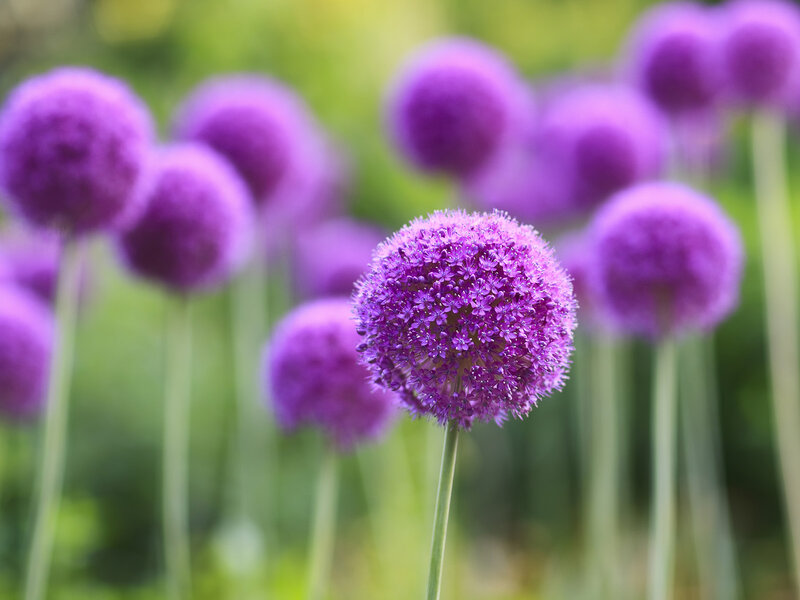 Purple Allium Flowers — Serene, Spring, Photograph, Stems, Greenery