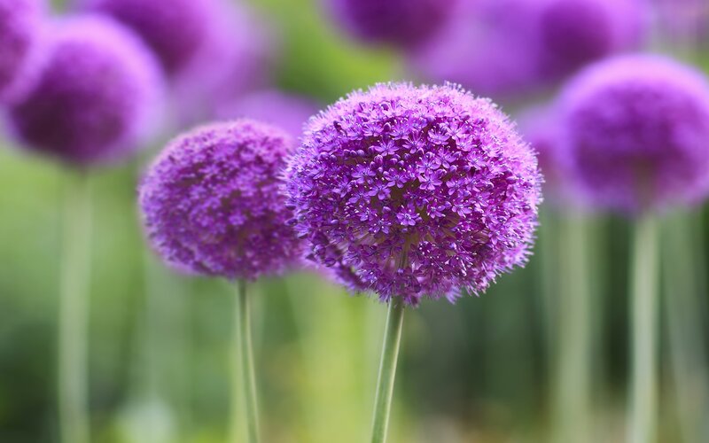 Purple Allium Flowers — Serene, Spring, Photograph, Stems