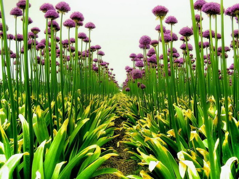 Purple Allium Flowers — Serene, Spring, Photograph