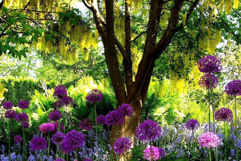 Purple Allium Flowers — Serene, Spring, Photograph, Yellow Blossoms