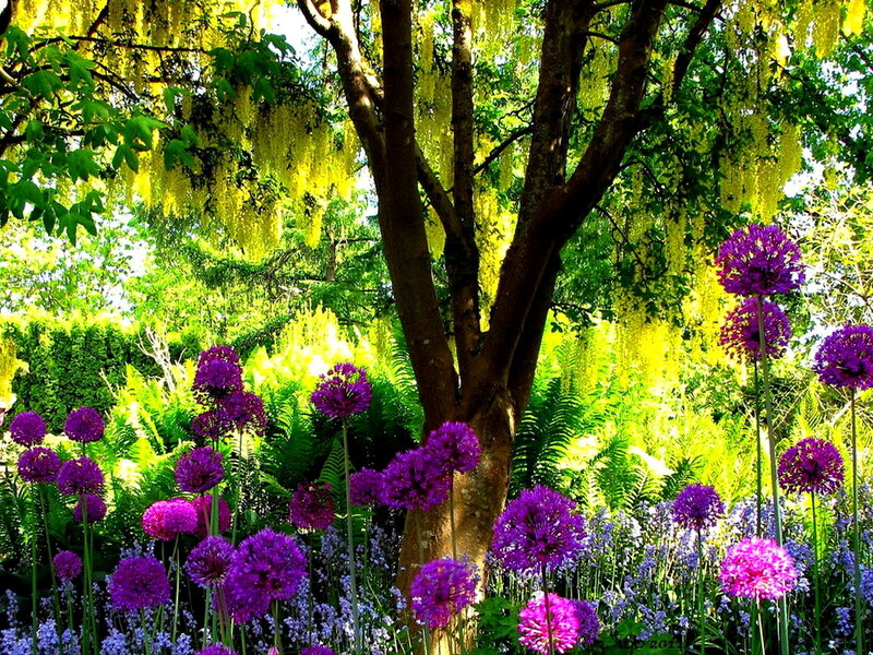 Purple Allium Flowers — Serene, Spring