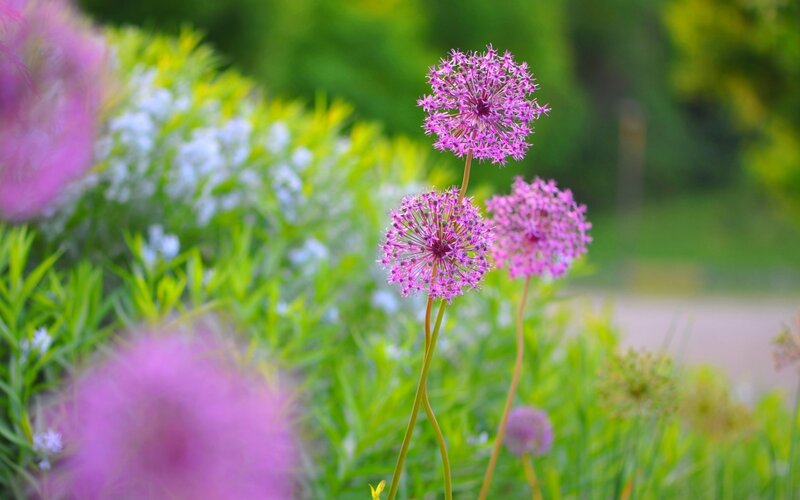 Purple Allium Flowers — Serene, Summer, Photograph, Green Foliage