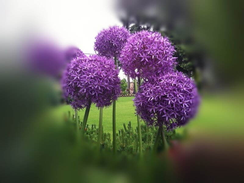 Purple Allium Flowers — Serene, Summer, Photograph, Green Grass