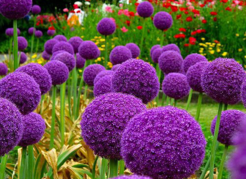 Purple Allium Flowers — Serene, Summer, Photograph, Green Stems