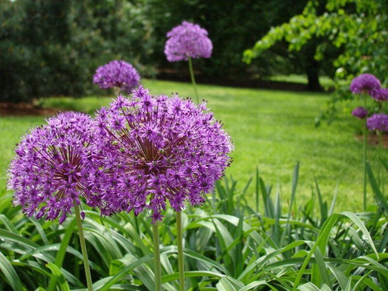 Purple Allium Flowers — Serene, Summer, Photograph