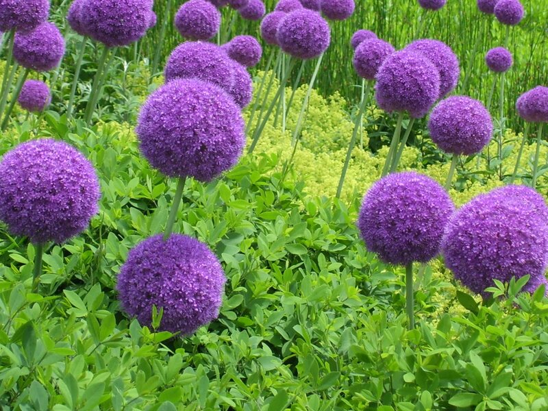 Purple Allium Flowers — Serene, Summer