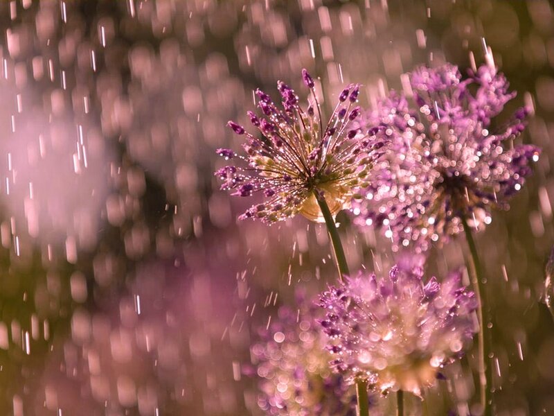 Purple Allium Flowers — Serene, Sunset
