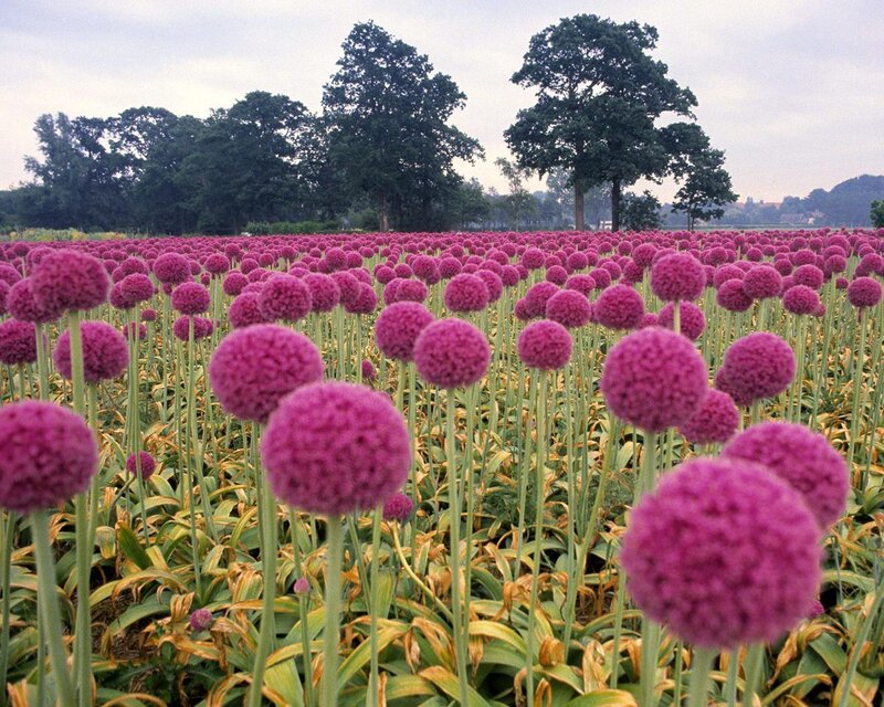 Purple Allium Flowers — Serene
