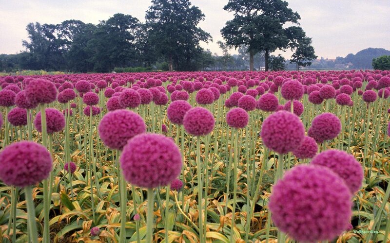 Purple Allium Flowers