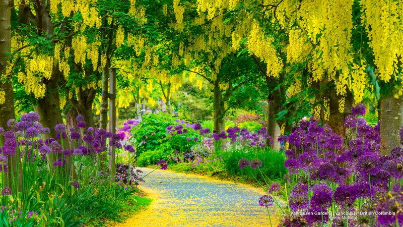 Purple Allium Flowers — Yellow