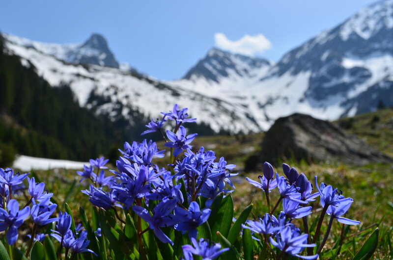 Purple Alpine Flowers — Blue, Serene, Summer