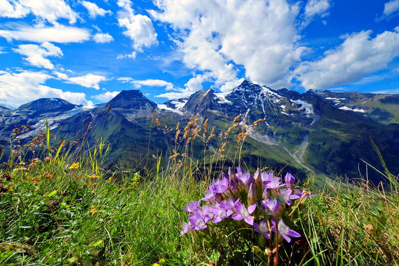 Purple Alpine Flowers — Blue, Serene