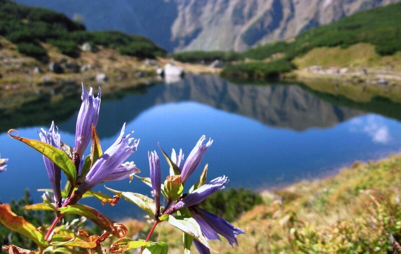 Purple Alpine Flowers — Blue