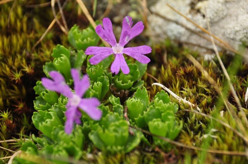 Purple Alpine Flowers — Natural