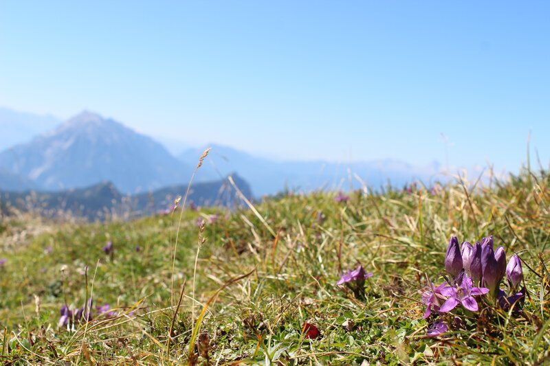 Purple Alpine Flowers — Serene, Afternoon