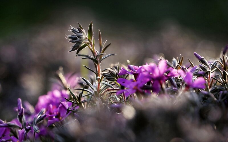 Purple Alpine Flowers — Serene, Morning