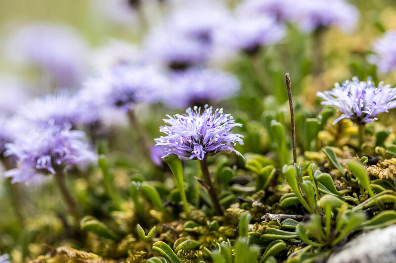 Purple Alpine Flowers — Serene, Spring