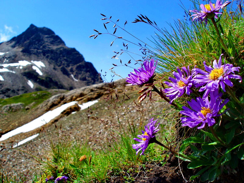 Purple Alpine Flowers — Serene, Summer, Photograph
