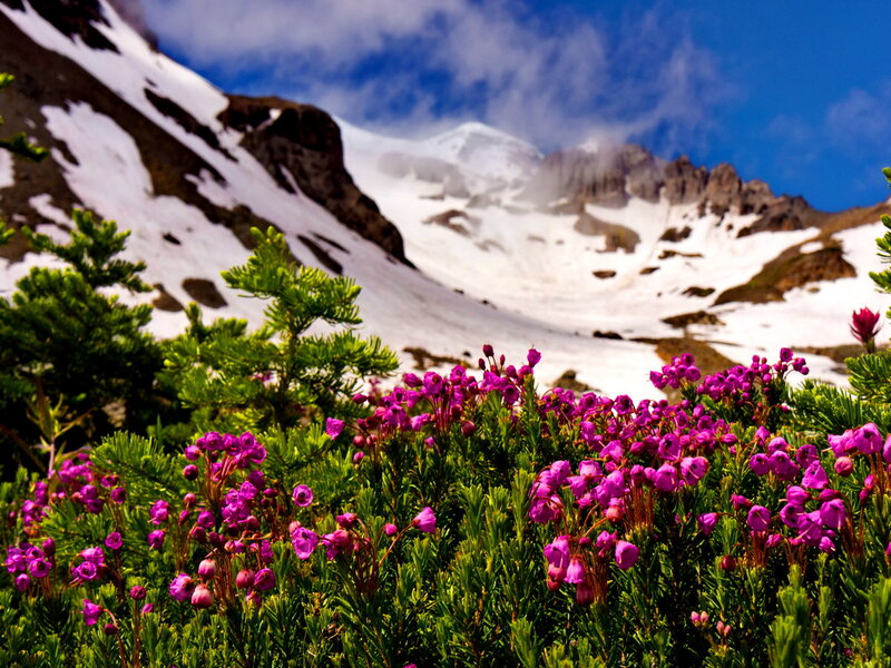 Purple Alpine Flowers — Serene, Summer
