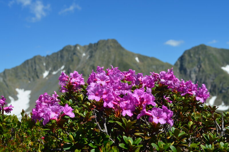 Purple Alpine Flowers — Serene