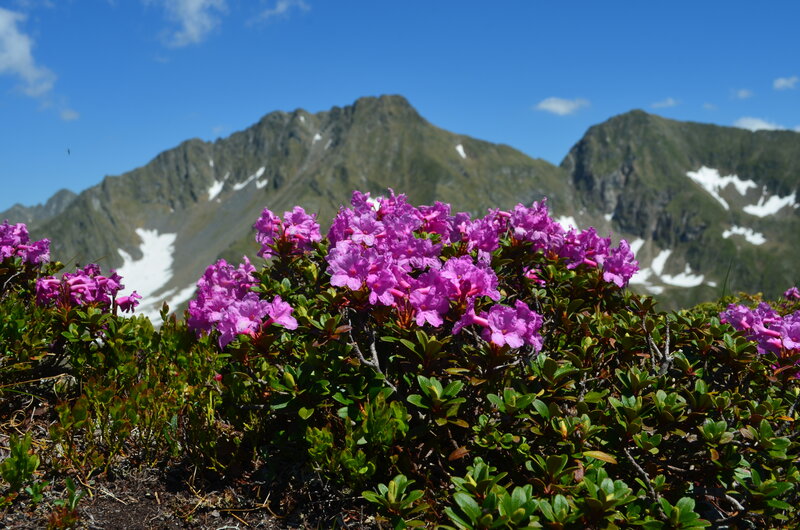 Purple Alpine Flowers