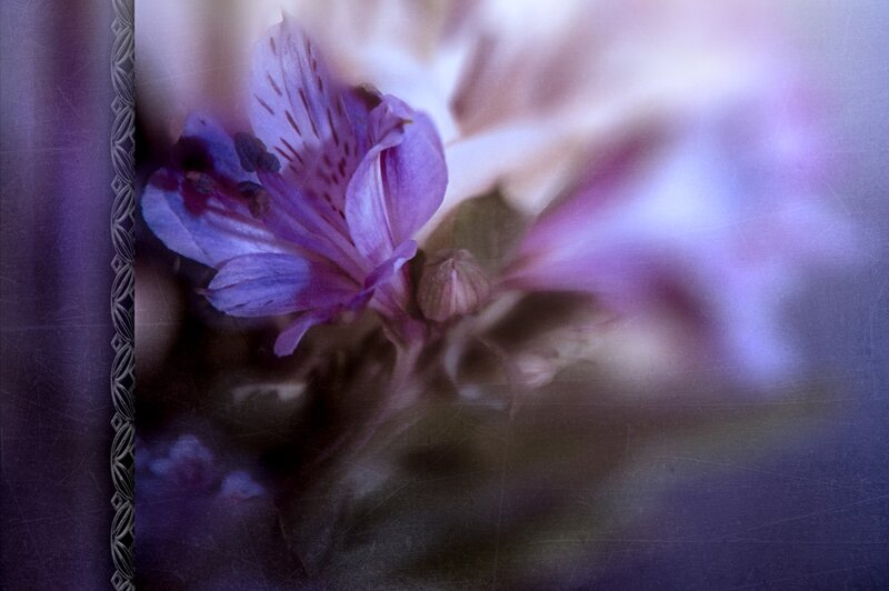 Purple Alstroemeria Flower