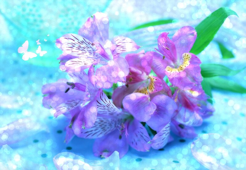 Purple Alstroemeria Flowers — Blue, Dreamy