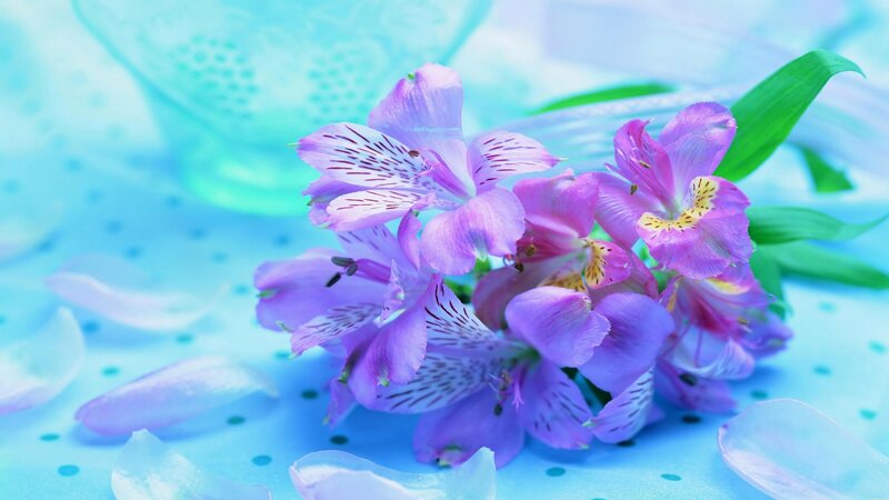 Purple Alstroemeria Flowers — Blue, Serene, Photograph