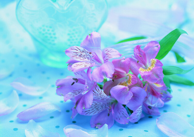 Purple Alstroemeria Flowers — Blue, Serene