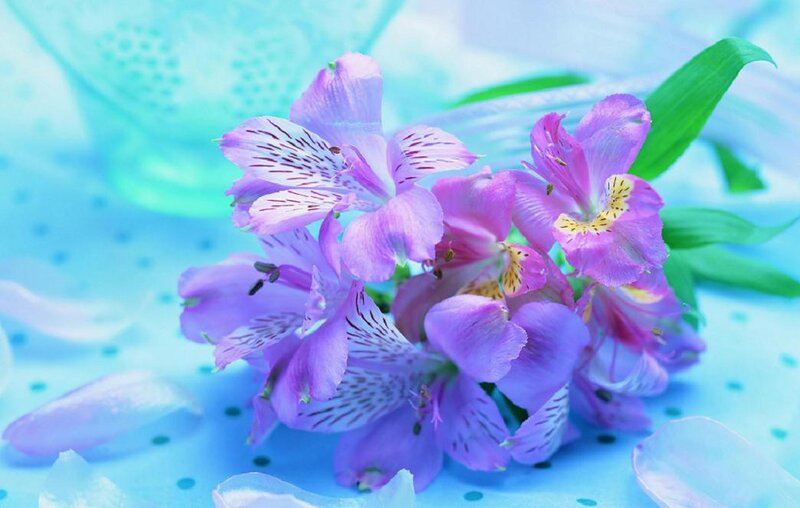 Purple Alstroemeria Flowers — Blue