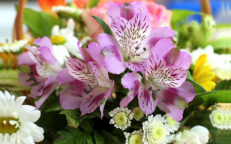 Purple Alstroemeria Flowers — Calm, Photograph