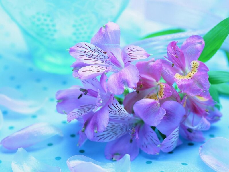Purple Alstroemeria Flowers — Calm