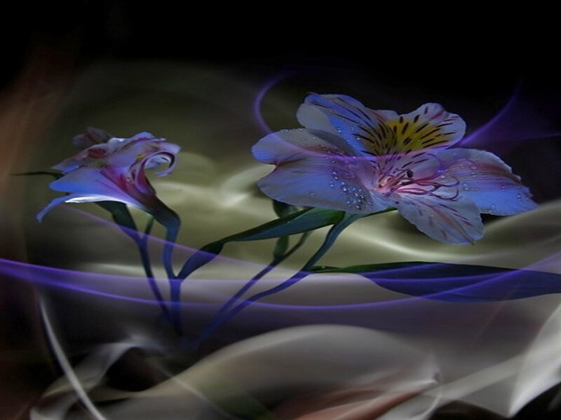 Purple Alstroemeria Flowers — Ethereal