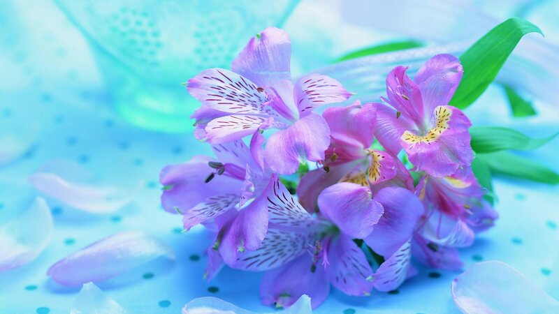Purple Alstroemeria Flowers — Serene, Photograph, Green Leaves, Petals