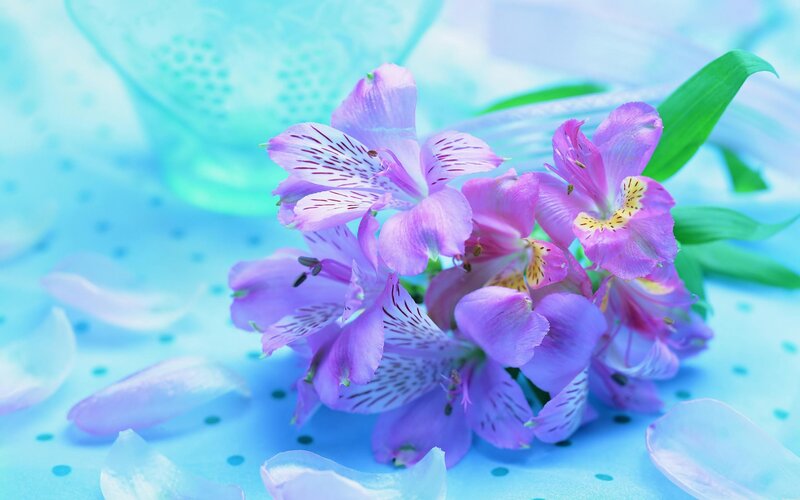 Purple Alstroemeria Flowers