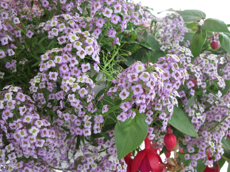 Purple Alyssum Flowers — Calm