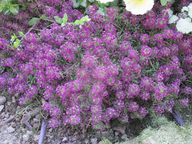 Purple Alyssum Flowers