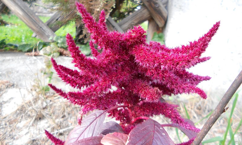 Purple Amaranth Flower