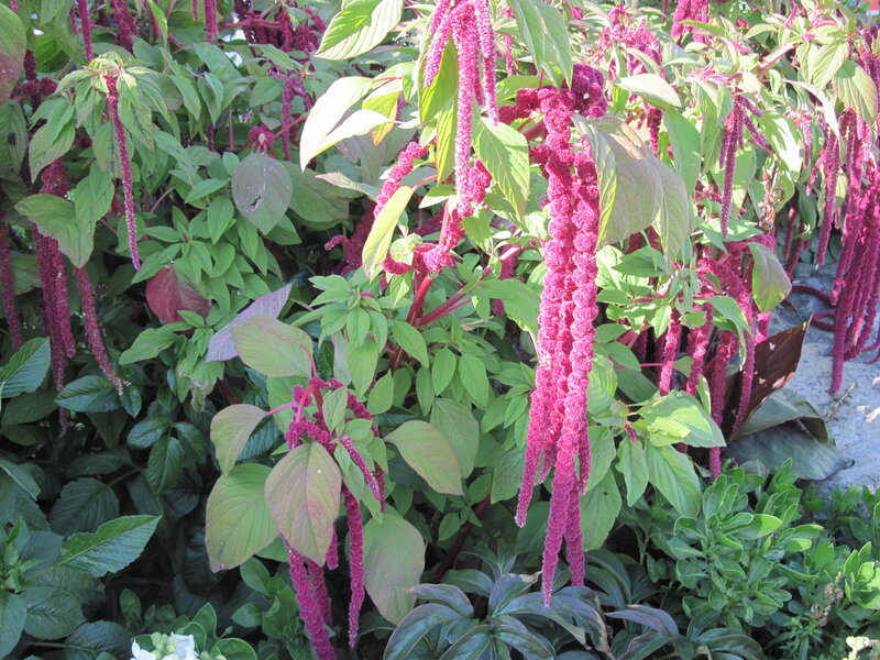 Purple Amaranth Flowers — Natural